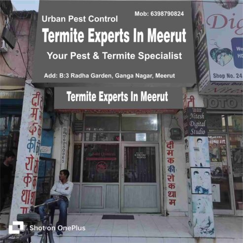 Urban Pest Control – Termite Experts in Meerut
