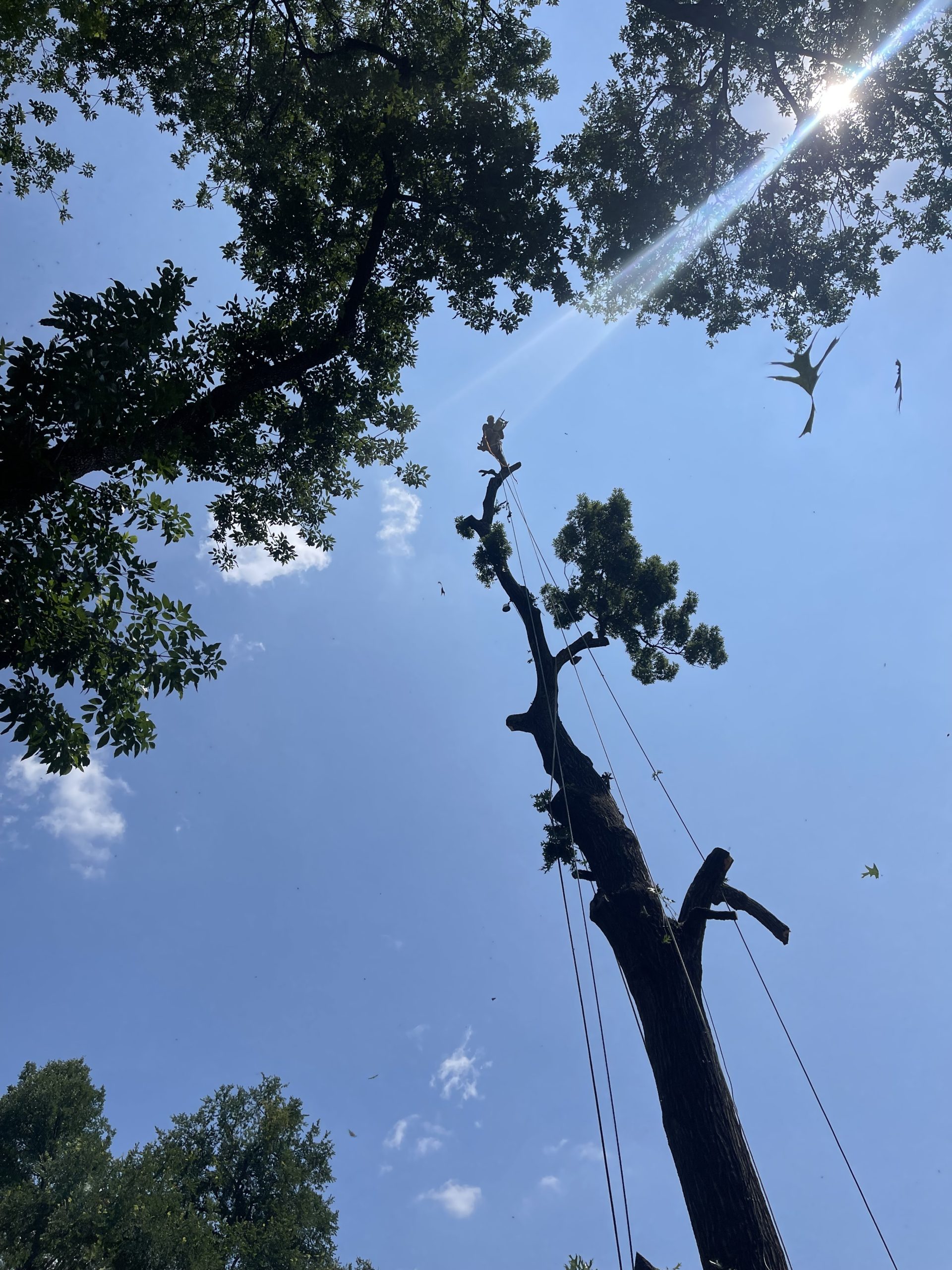 Metroplex Tree Services