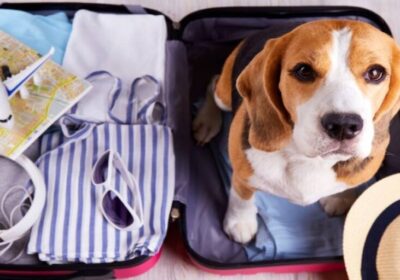 Southwest-Pet-Policy