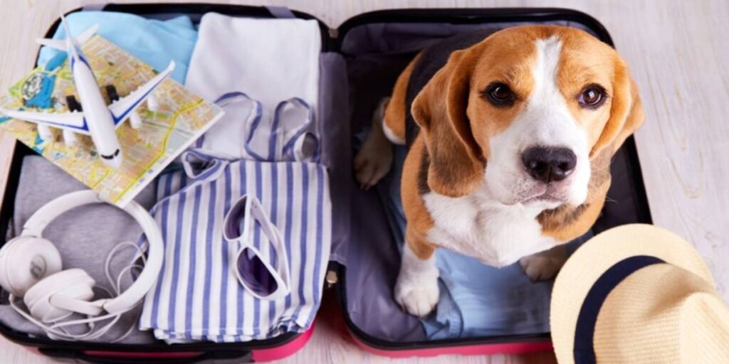 Southwest Airlines Pet Carrier Policy – Size, Rules &