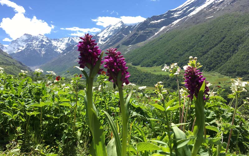 Valley of flowers package From Delhi