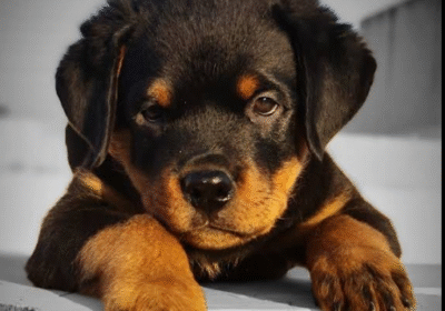 Screenshot-2026-02-24-122702