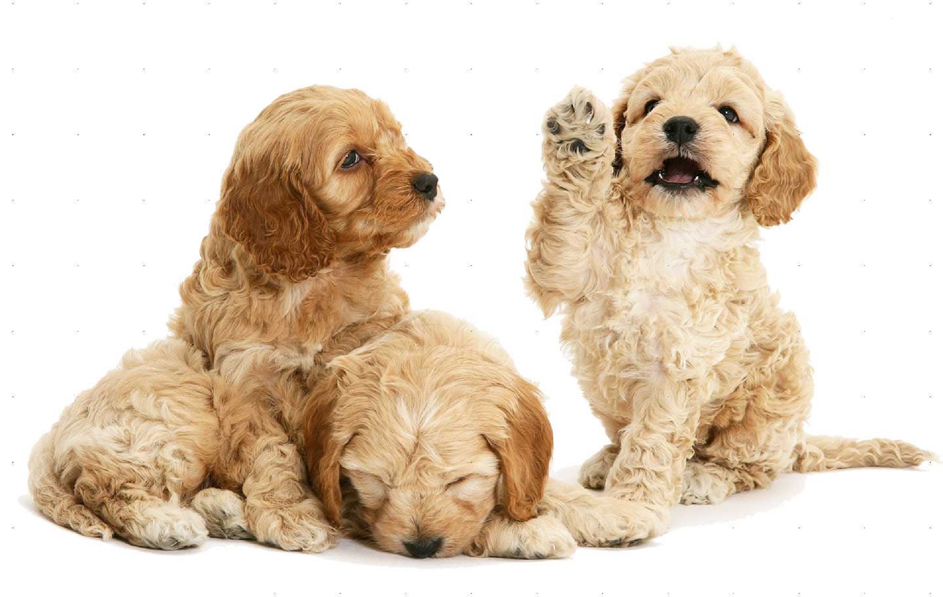 Douglas Hall Kennels