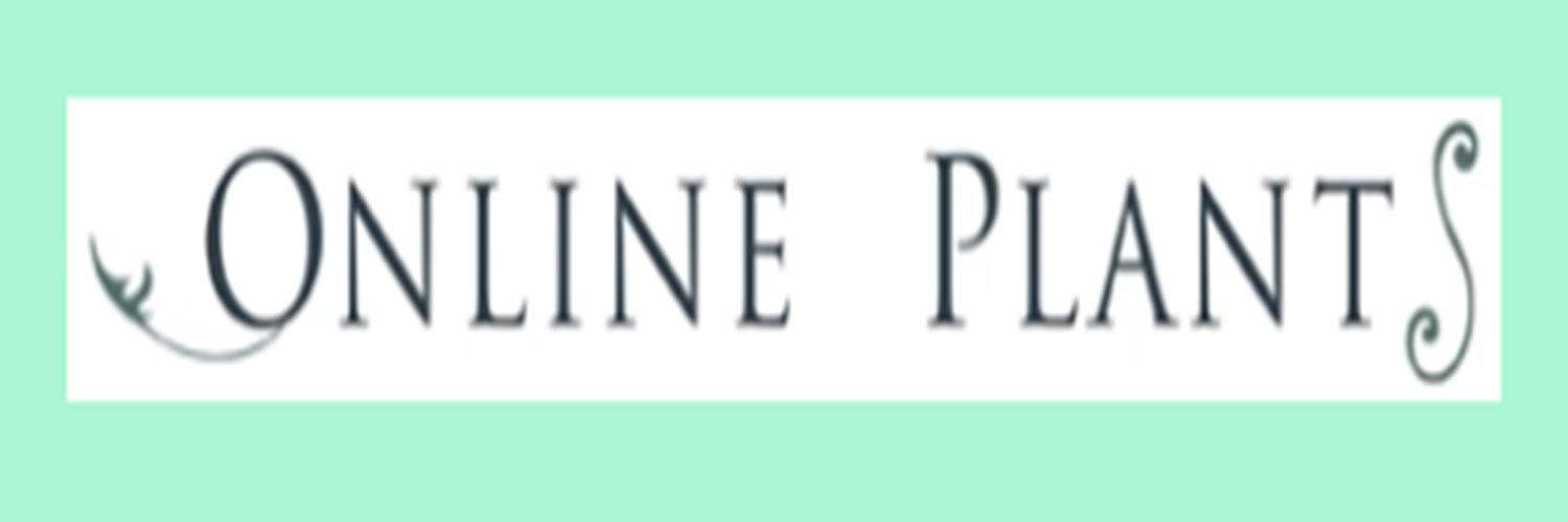 Online Plants Agapanthus Strawberry Ice Pink Agapanthu