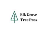 Ensure Expert Care and Maintenance with Reliable tree