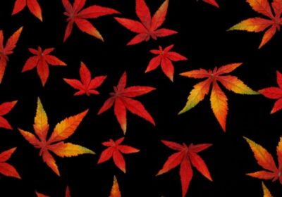 autumn_leaves_on_black_192329-1