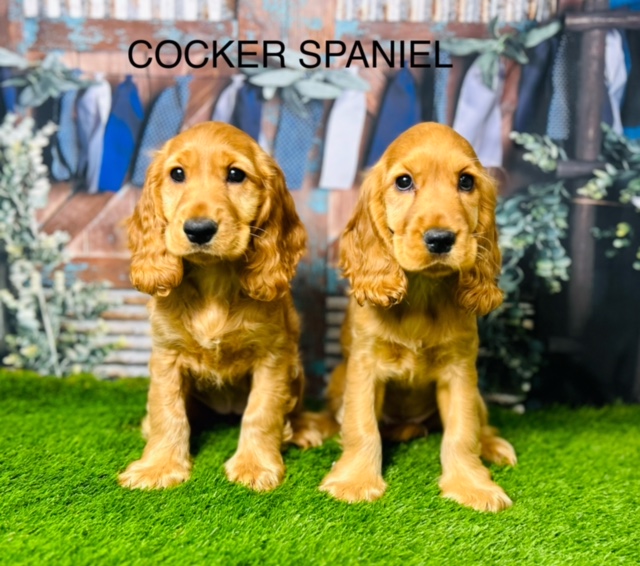 Douglas Hall Kennels