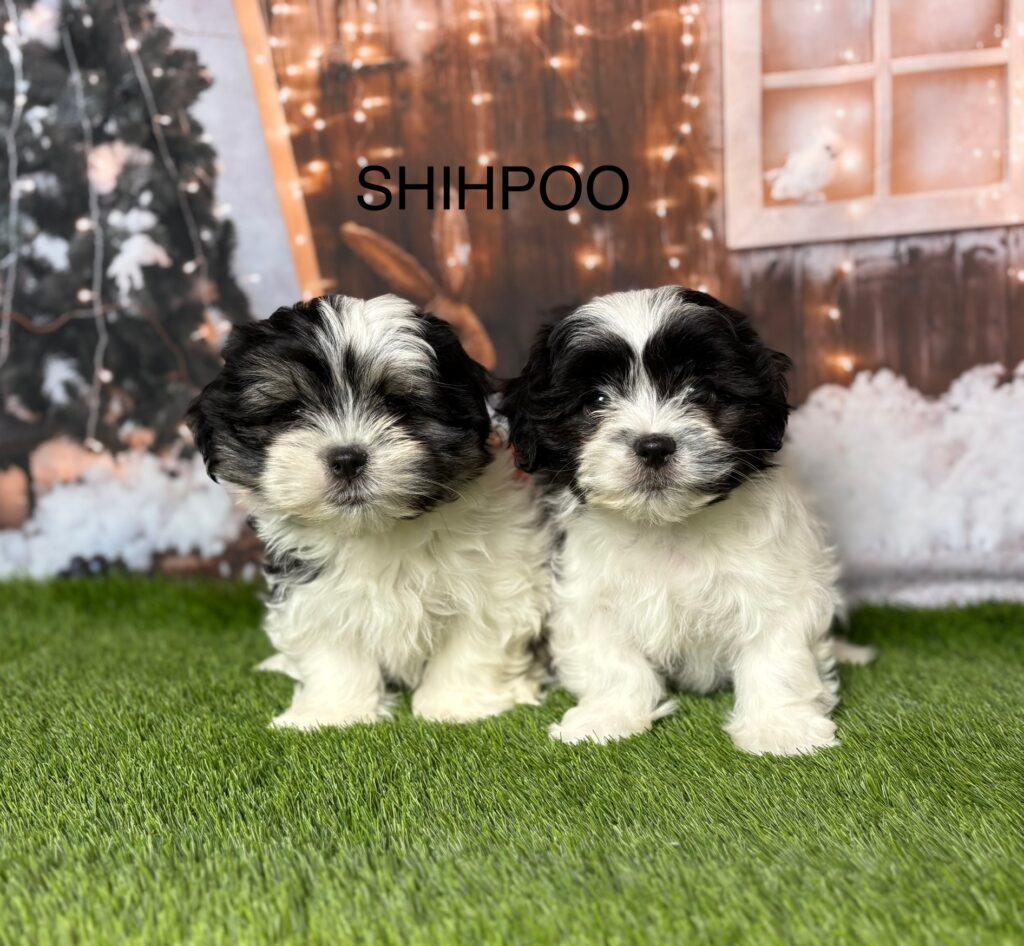 Douglas Hall Kennels