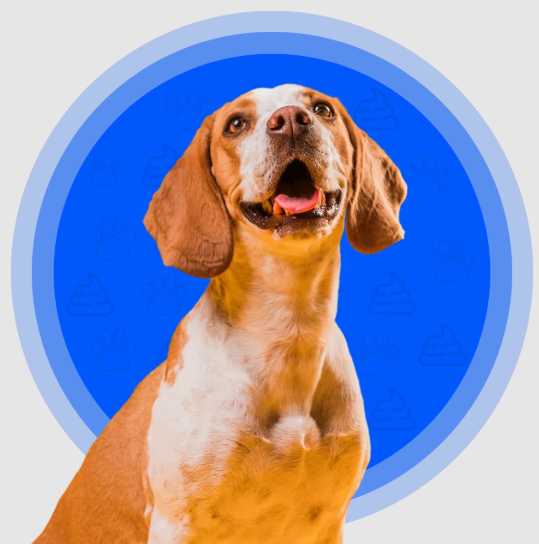 Dog poop yard cleaning service near me